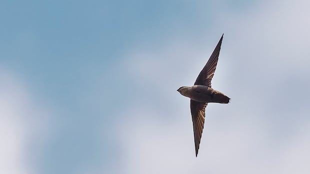 Chimney swifts’ housing crisis creates hurdle for affordable housing providers