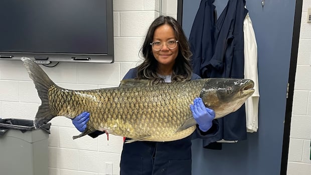 Goldfish, traps and electric currents: Inside Canada’s quiet war against invasive carp