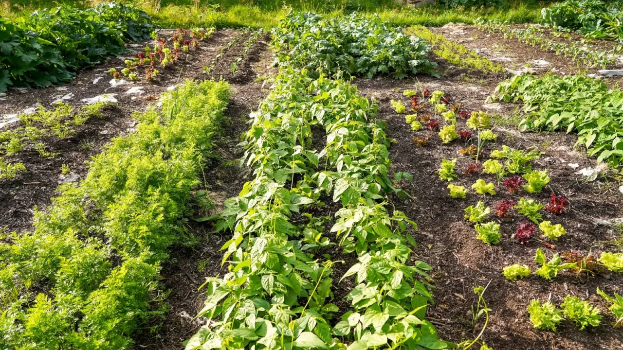 How to Start a Permaculture Farm