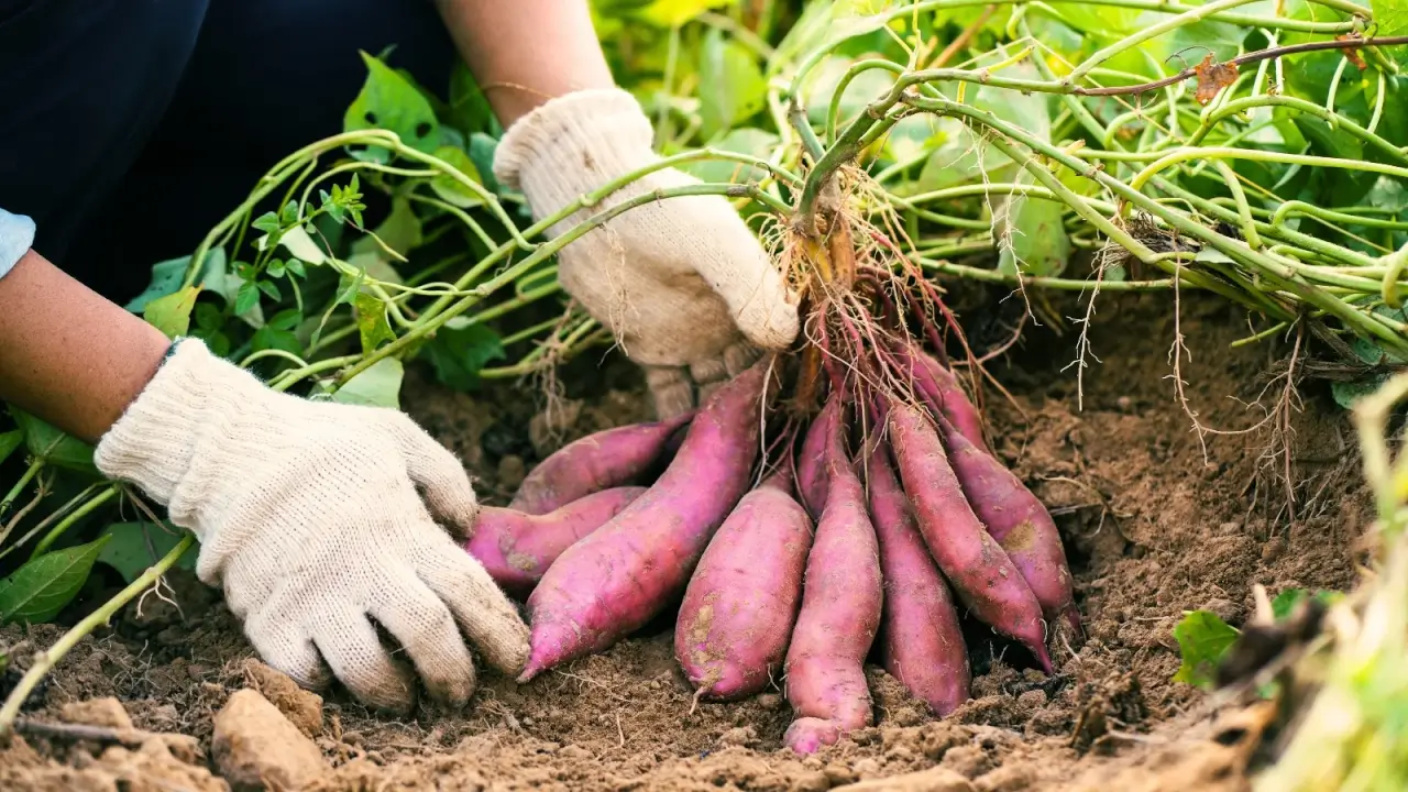 The Sweet Superfood You Should Be Growing